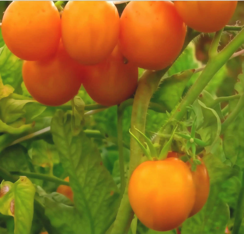 A close-up view of ripe, orange tomatoes growing on a plant with green leaves.