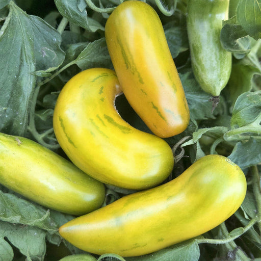 Green Sausage Tomato