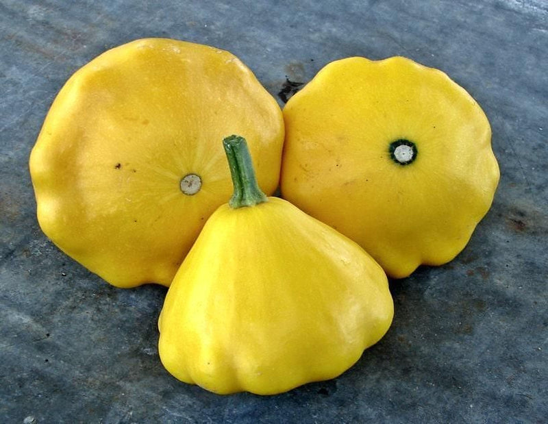 Scallop Blend Squash