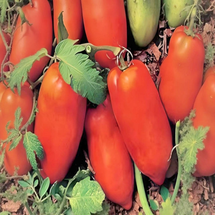 A close-up image of several ripe, red tomatoes surrounded by green leaves and stems.