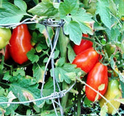 Cherry Roma Tomato