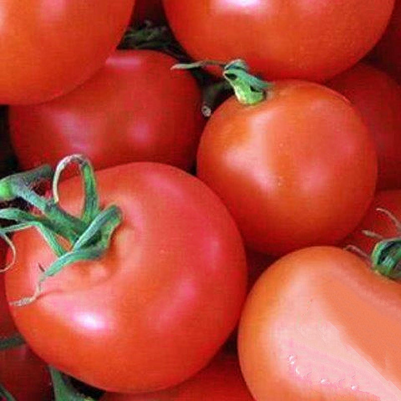 Homestead Tomato