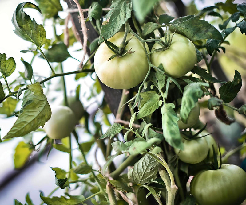 Moscow Tomato