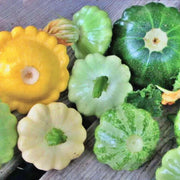 Scallop Blend Squash