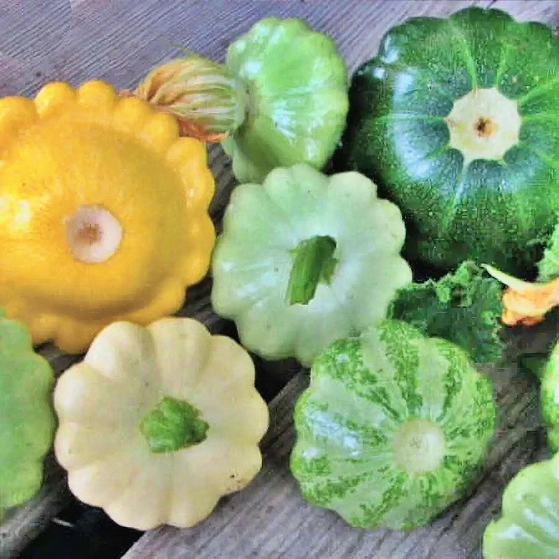 Scallop Blend Squash