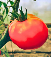 Moscow Tomato
