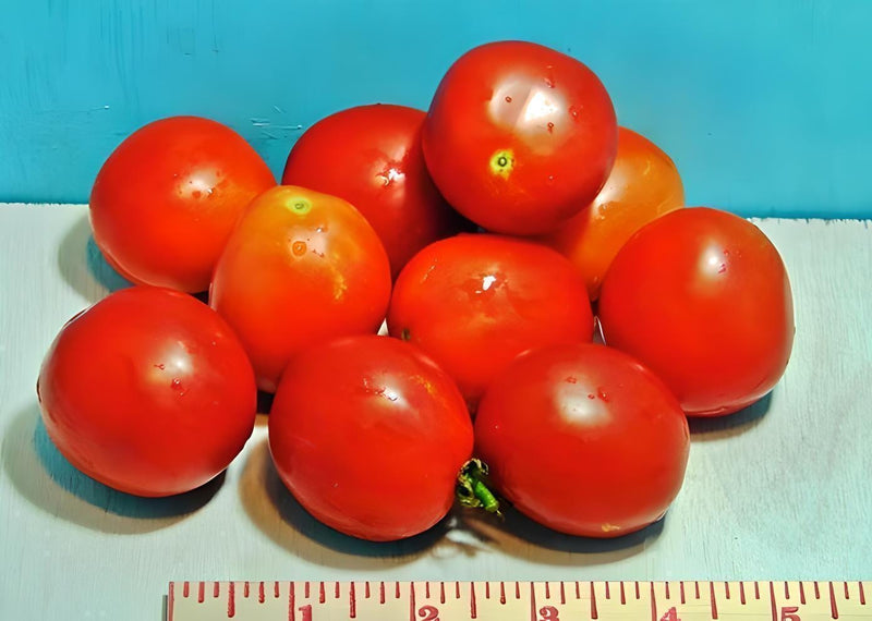 Moneymaker Tomato