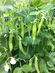 A lush green garden with numerous green beans growing on a plant, surrounded by leaves and flowers.