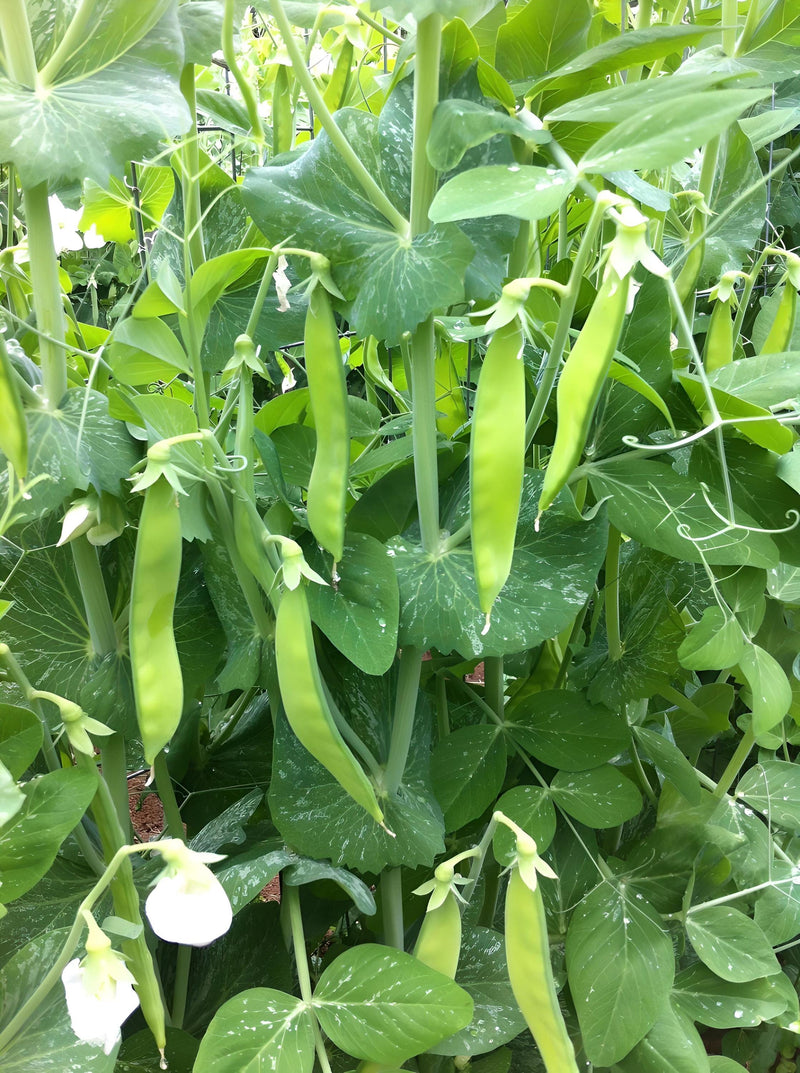 A lush green garden with numerous green beans growing on a plant, surrounded by leaves and flowers.