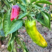A red pepper plant with a green pepper growing on it, surrounded by lush green leaves.