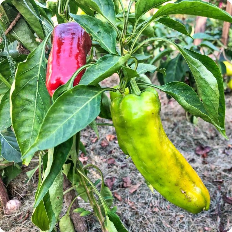 A red pepper plant with a green pepper growing on it, surrounded by lush green leaves.