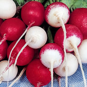 A close-up image of red and white radishes, with their distinctive white tips and red bodies, arranged in a visually appealing manner.