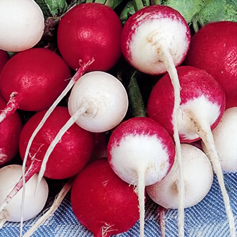 A close-up image of red and white radishes, with their distinctive white tips and red bodies, arranged in a visually appealing manner.