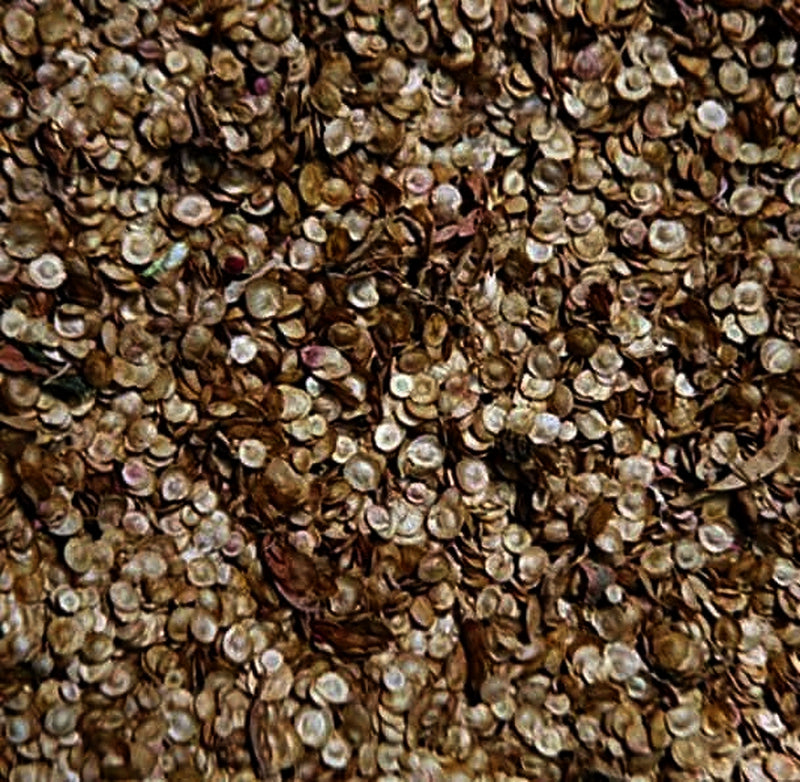 Orach Mountain Spinach Seeds