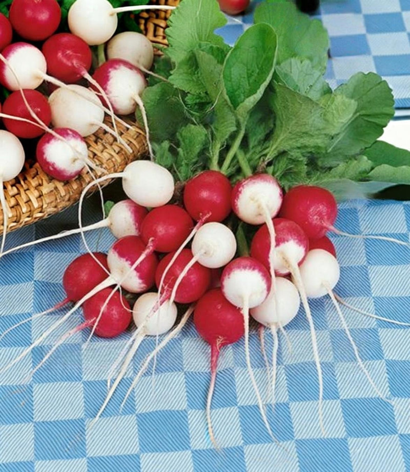 Confetti Mix Radish Heirloom Seeds Organic