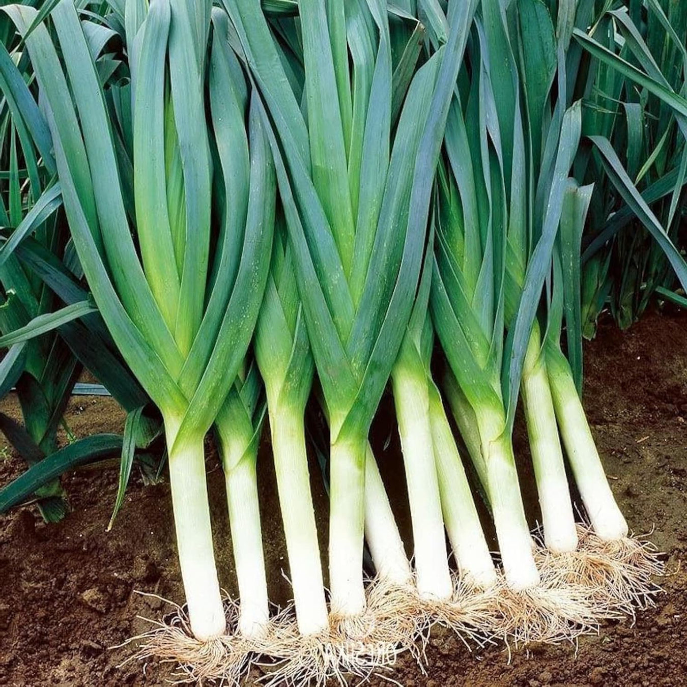 Leek