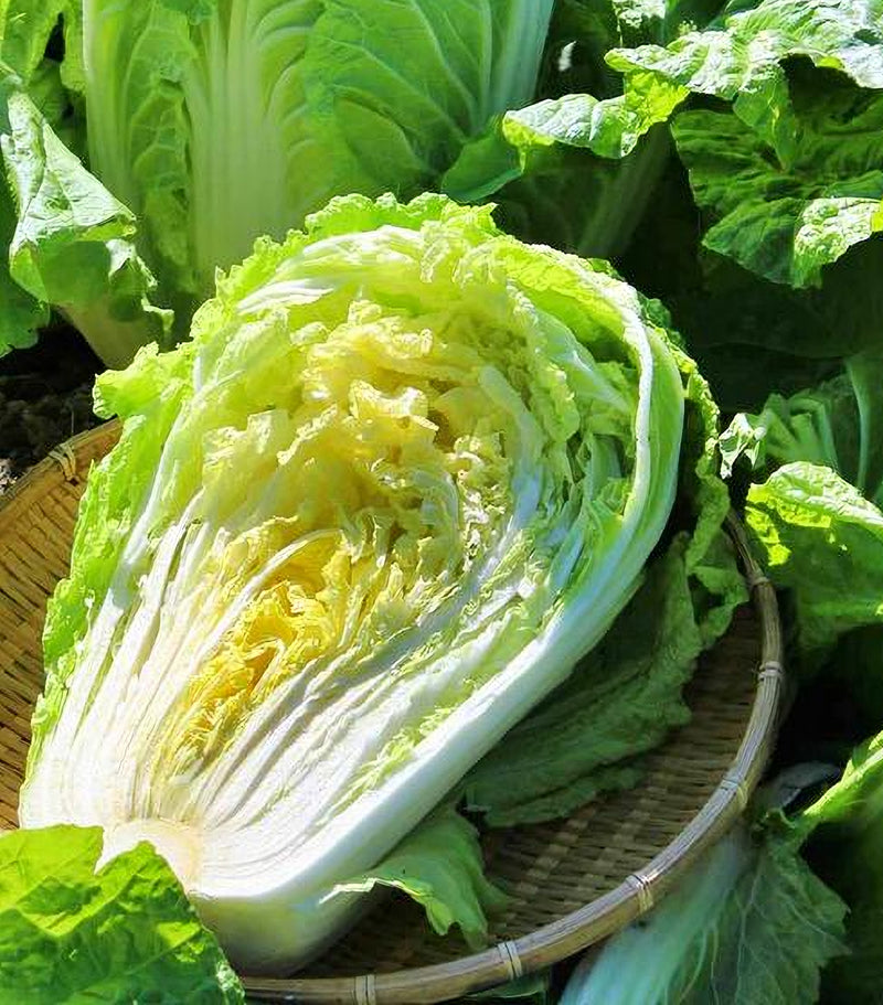 Matsushima No. 2, Heirloom Chinese Cabbage Seeds