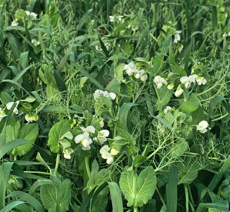 Oats and Peas Cover Crop Seed Mix