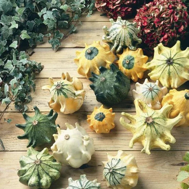 Shenot Crown of Thorns Gourd Heirloom Seeds