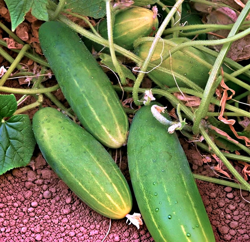 Poinsett 76 Cucumber Heirloom Seeds