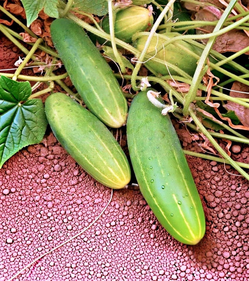 Poinsett 76 Cucumber Heirloom Seeds
