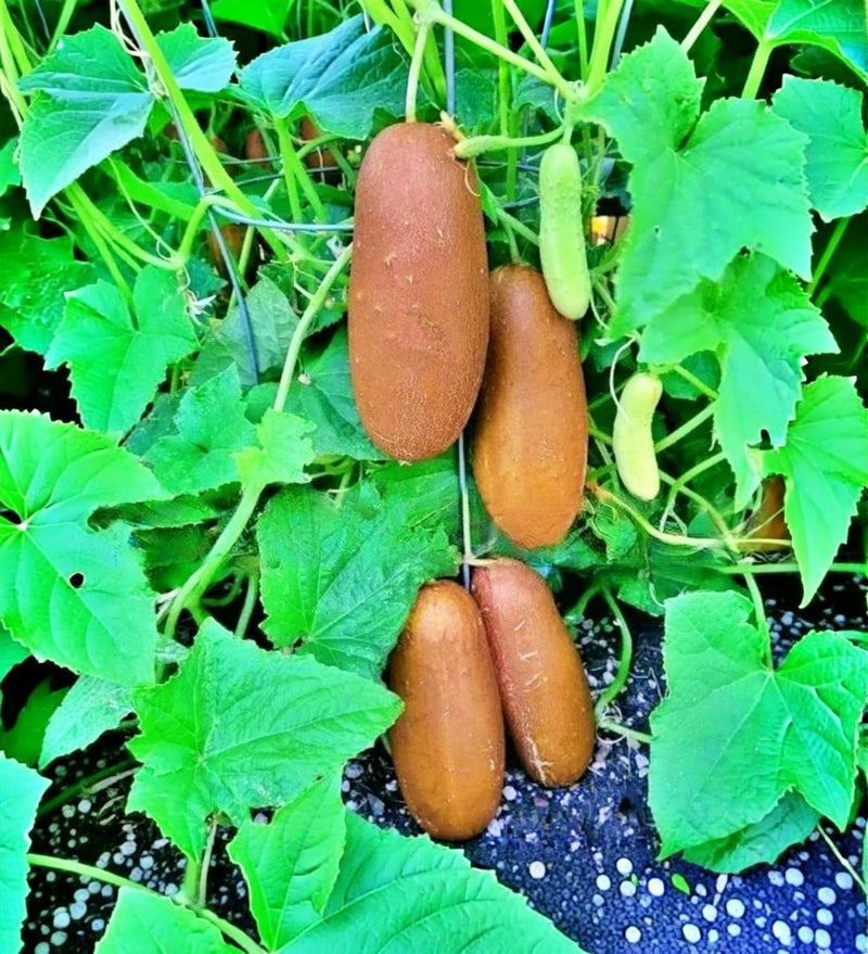 Poona Kheera, Heirloom Cucumber Seeds