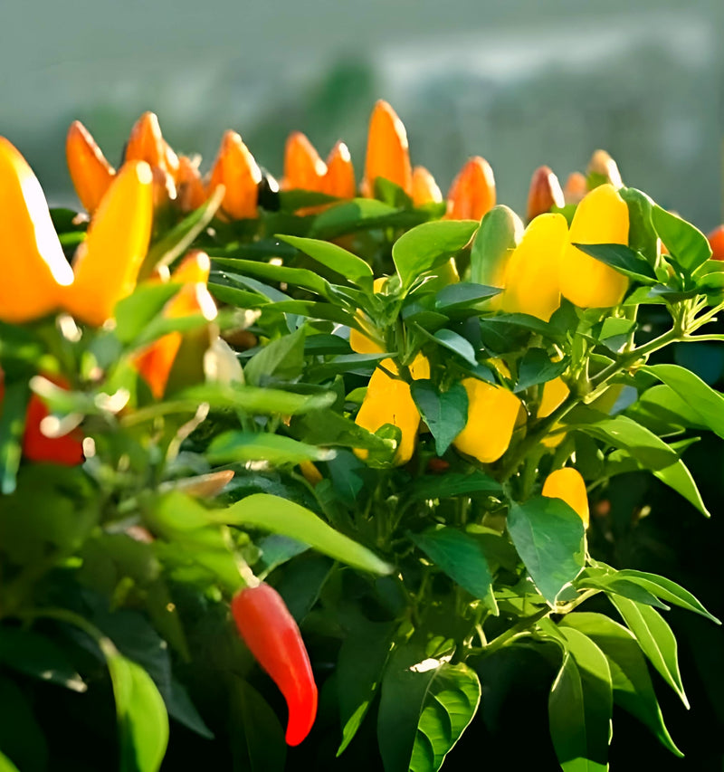 Pretty N Sweet F1 Sweet Pepper Seeds