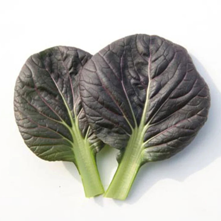 Red Tatsoi Seeds — F1 Hybrid Pak Cho
