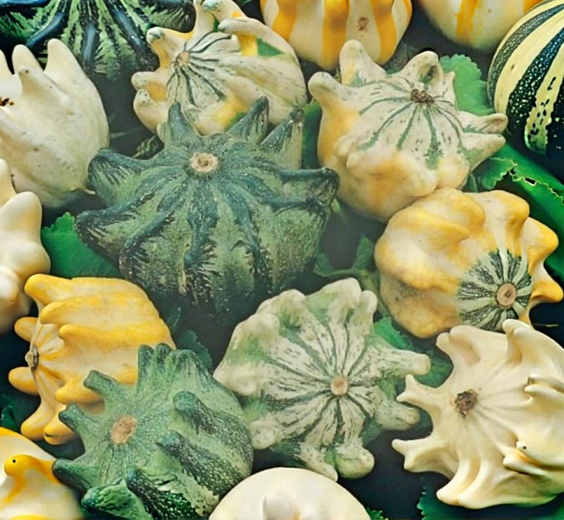 Shenot Crown of Thorns Gourd Heirloom Seeds