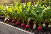 Confetti Mix Radish — Roots in Soil Fresh