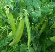 A close-up view of green pea pods growing in a lush green garden, surrounded by other green plants.