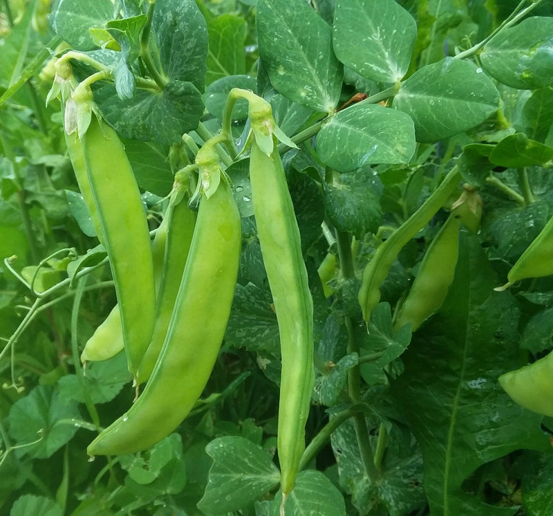 A close-up view of green pea pods growing in a lush green garden, surrounded by other green plants.