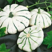 Scallop Blend Squash