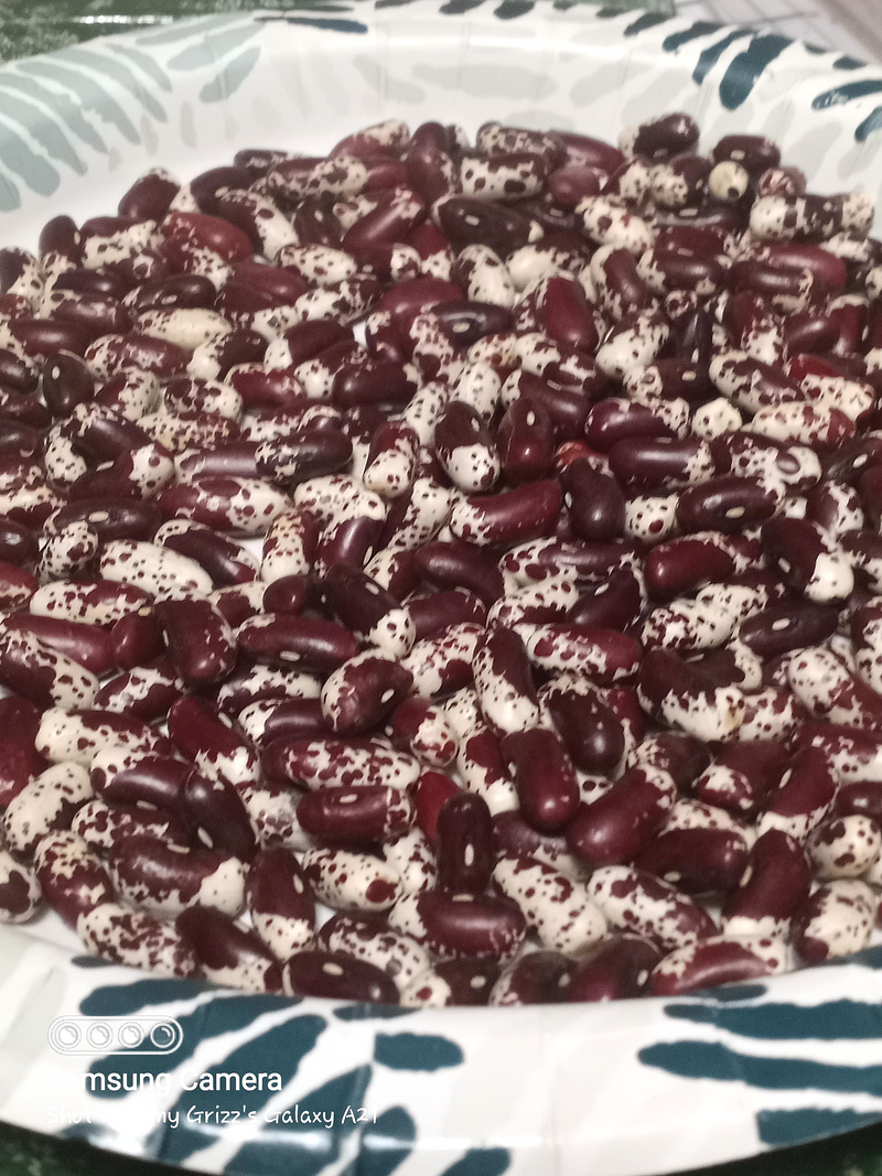 1500 Year Old Cave, Dry Pole Bean - BoxGardenSeedsLLC - Beans / Dry Beans - Seeds - Thank you for shopping here today, Non GMO Seeds, Naturally Grown Seeds, Grown to Organic Standards, Heirloom Seeds, Open Pollinated Seeds, Fresh Premier Seeds, USA Seller