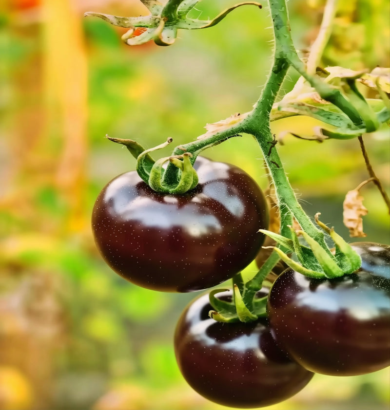 A close-up image of a tomato plant with three ripe, dark green tomatoes hanging from the stem.