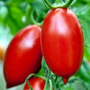 A close-up image of ripe, red tomatoes growing on a plant with green leaves.