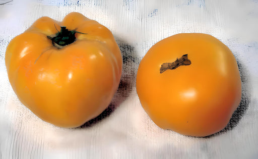 Dr. Wyche Yellow Tomato