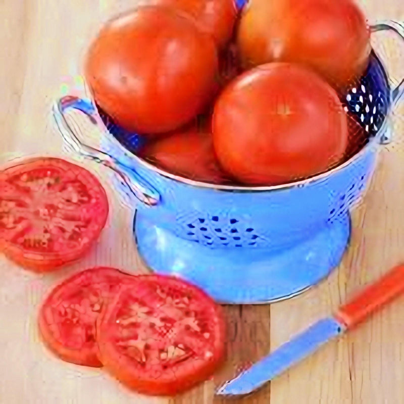 Homestead Tomato