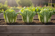 Aichi Chinese Cabbage - 3 Plants in Raised Bed