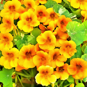 Alaska Gold Nasturtium — Fixed Photo 1