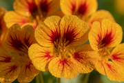 Alaska Gold Nasturtium — Macro Petal Detail