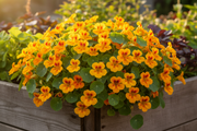 Alaska Gold Nasturtium — Raised Bed Growing