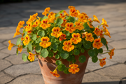 Alaska Gold Nasturtium — Terracotta Pot on Patio