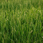 Annual Ryegrass