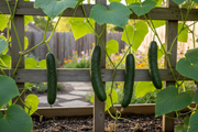Ashley Cucumber Raised Bed v3