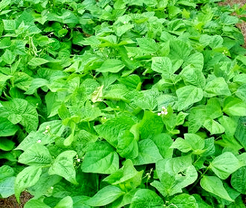 Stringless Green Beans - Landreth Bush Heirloom Seeds | GMO-Free, Easy Grow