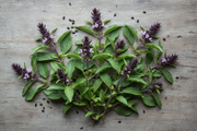 Basil Siam Queen – Flat Lay