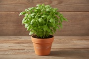 Basil