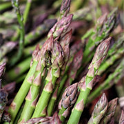 A close-up image of fresh asparagus stalks, with their green and purple hues prominently displayed.