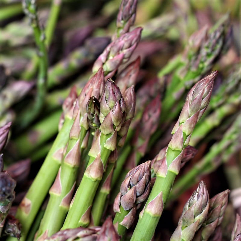 A close-up image of fresh asparagus stalks, with their green and purple hues prominently displayed.